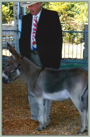 Hickory Hills Heat Wave, Champion High Point Halter Jack